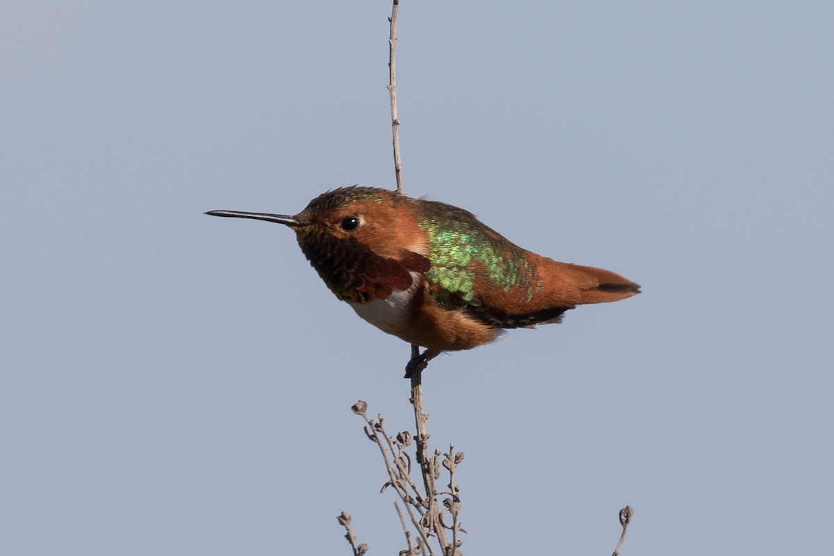Allen's Hummingbird - ML87372771