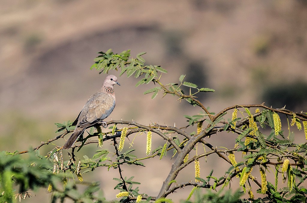 Laughing Dove - ML87378781