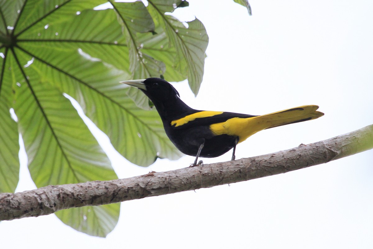 Yellow-winged Cacique - ML87380191