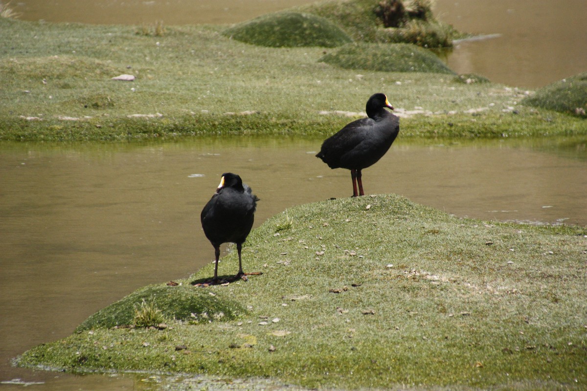 Giant Coot - ML87380201