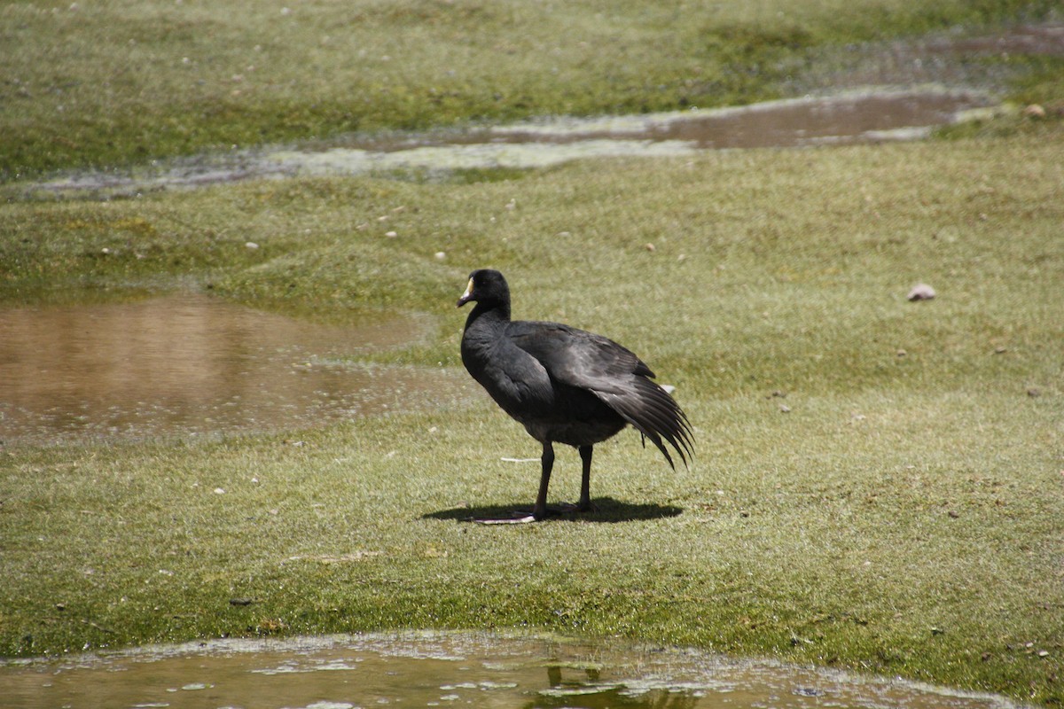 Giant Coot - ML87380231