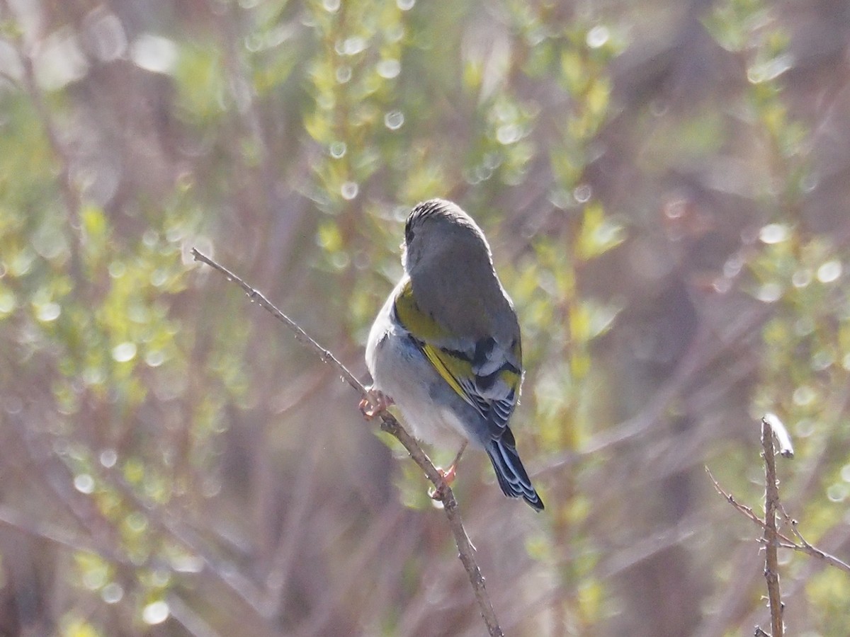 Lawrence's Goldfinch - ML87381171