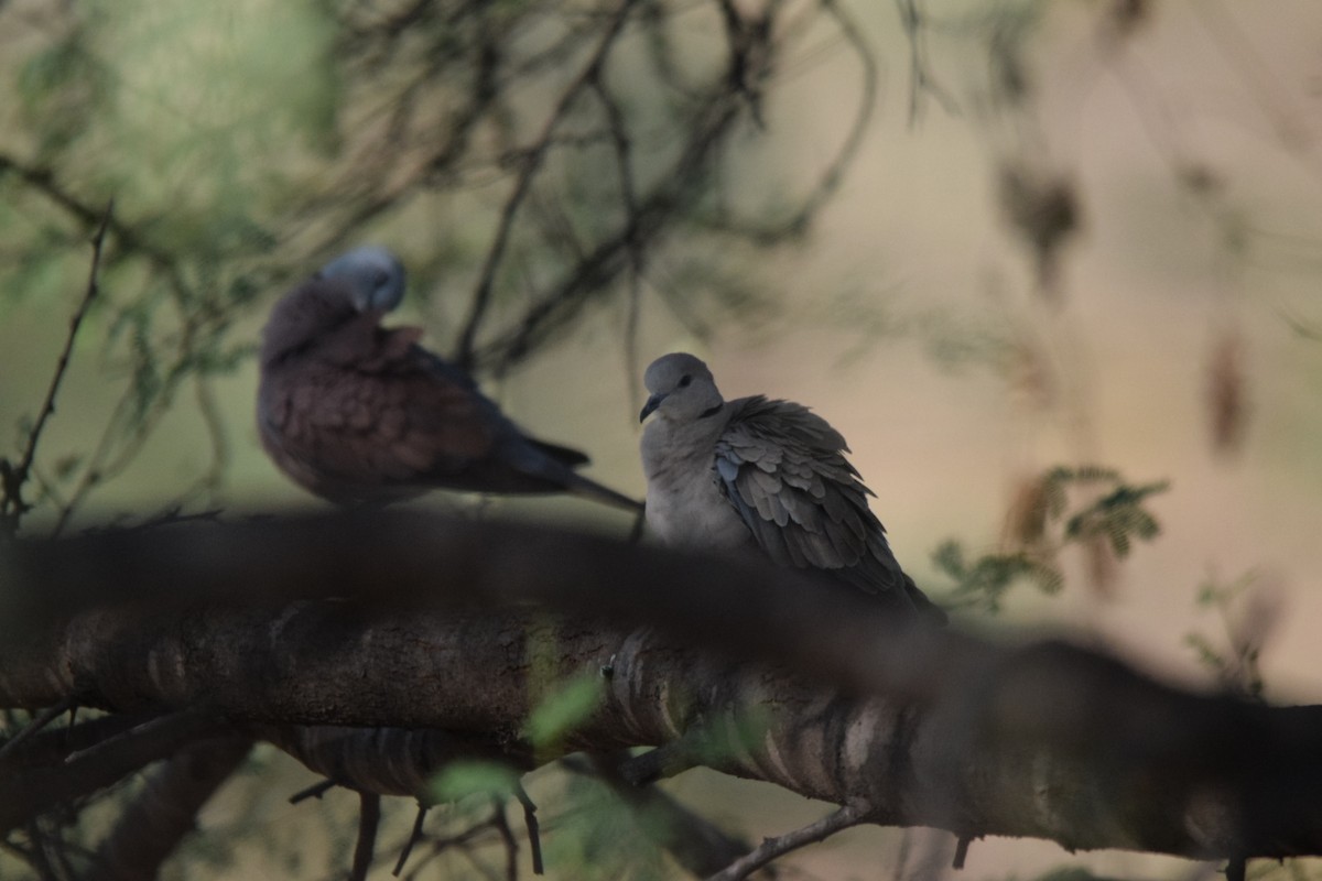 Red Collared-Dove - ML87381481