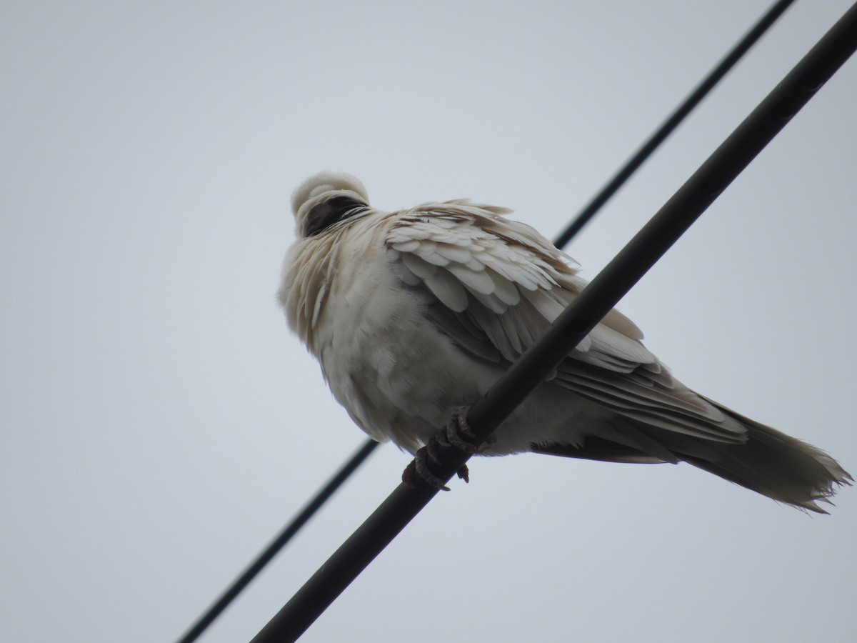 African Collared-Dove - Lorraine Cowl