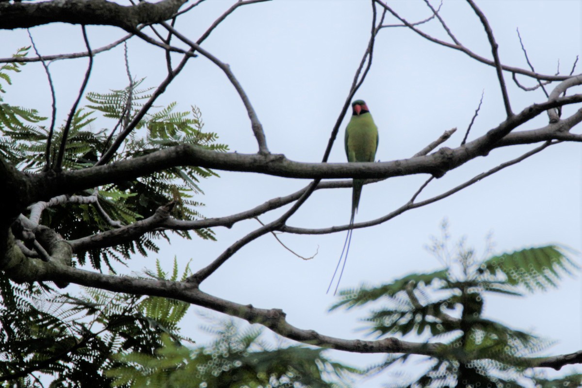 Long-tailed Parakeet - Fadzrun A.