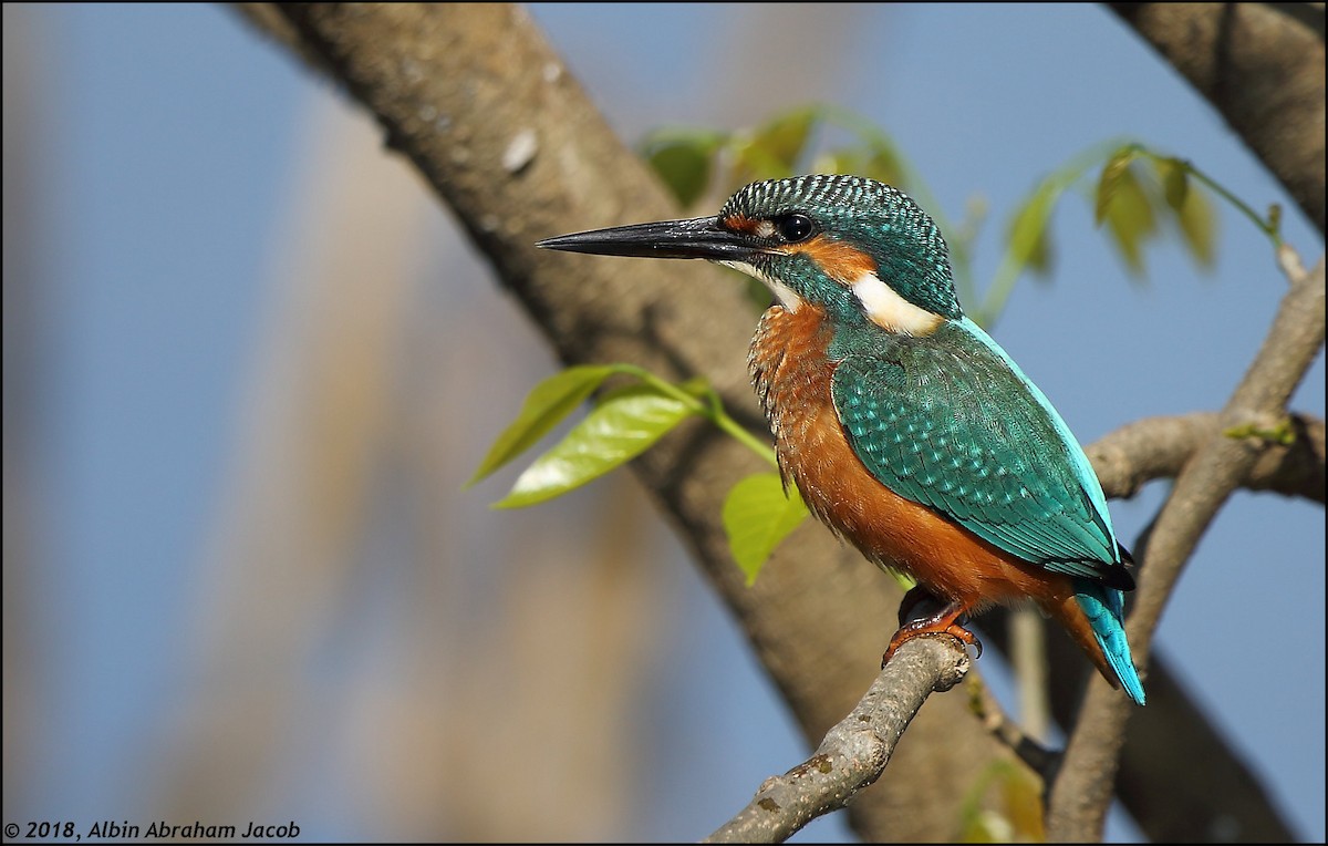 Common Kingfisher - Albin Jacob