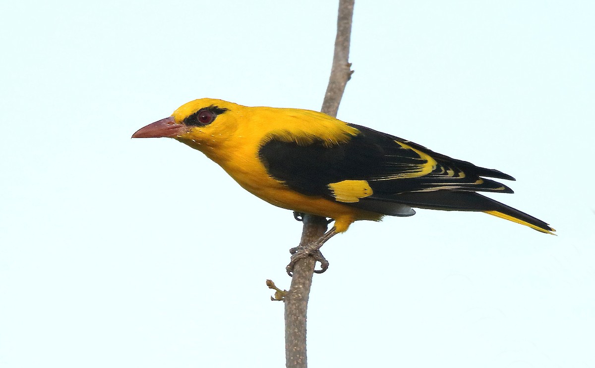 Indian Golden Oriole - ML87383691