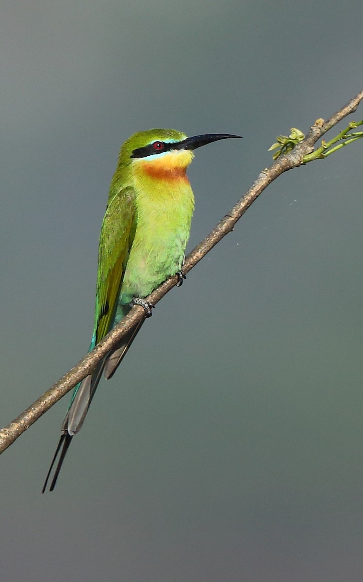 Blue-tailed Bee-eater - ML87383791