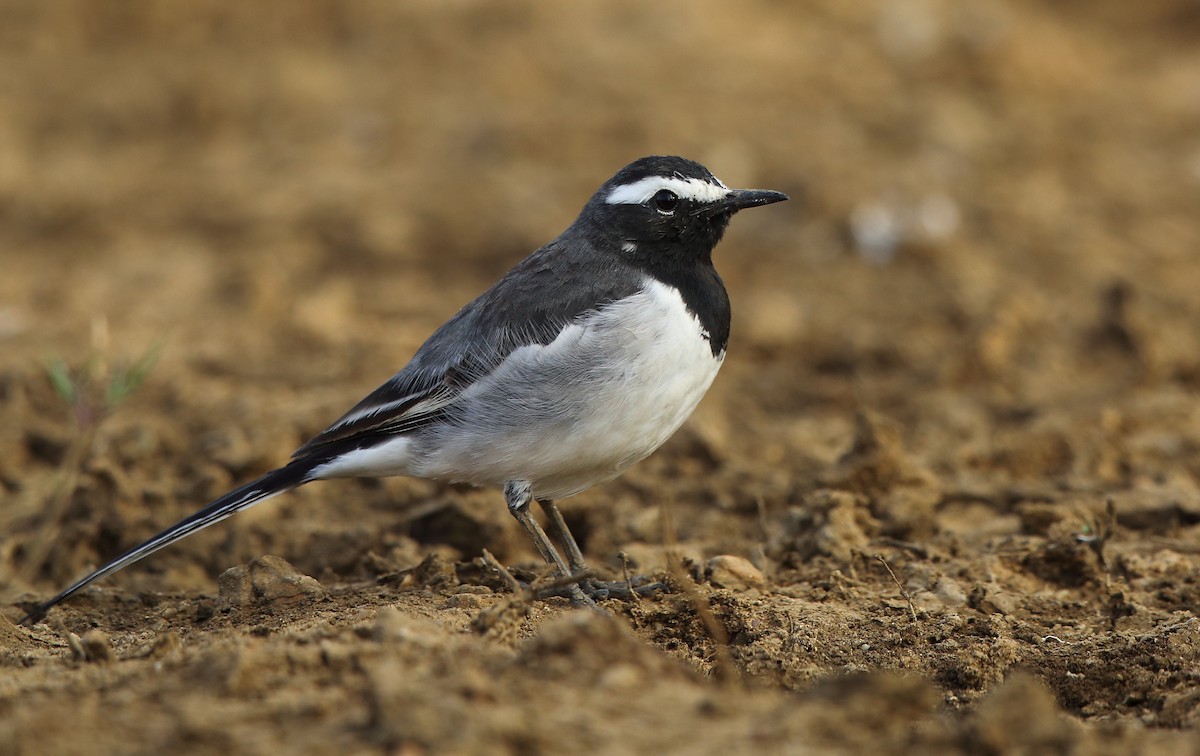 White-browed Wagtail - ML87383811