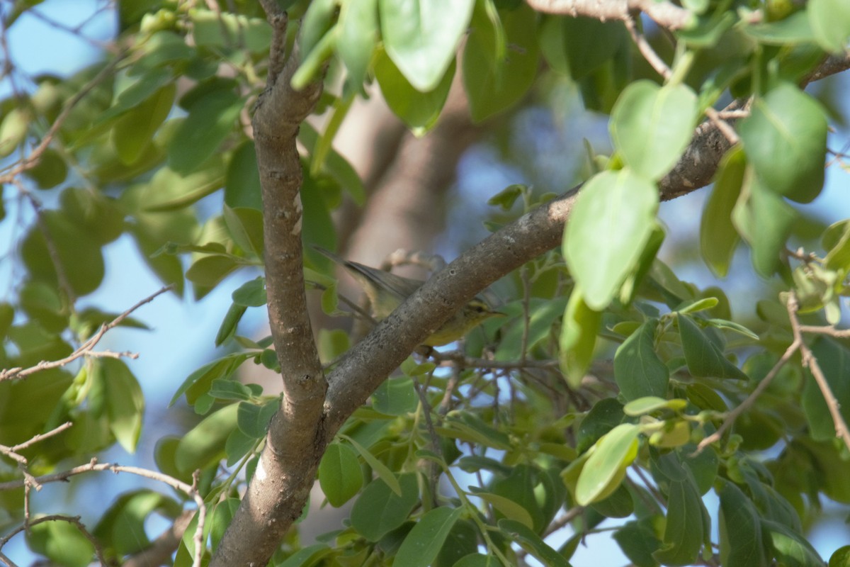 Tickell's Leaf Warbler (Tickell's) - Prem Prakash Garg