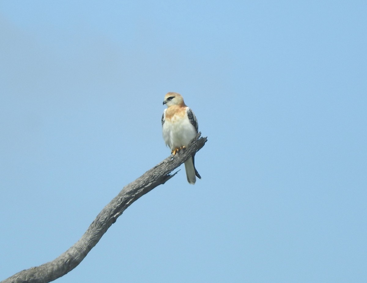 Black-shouldered Kite - Chris Burwell