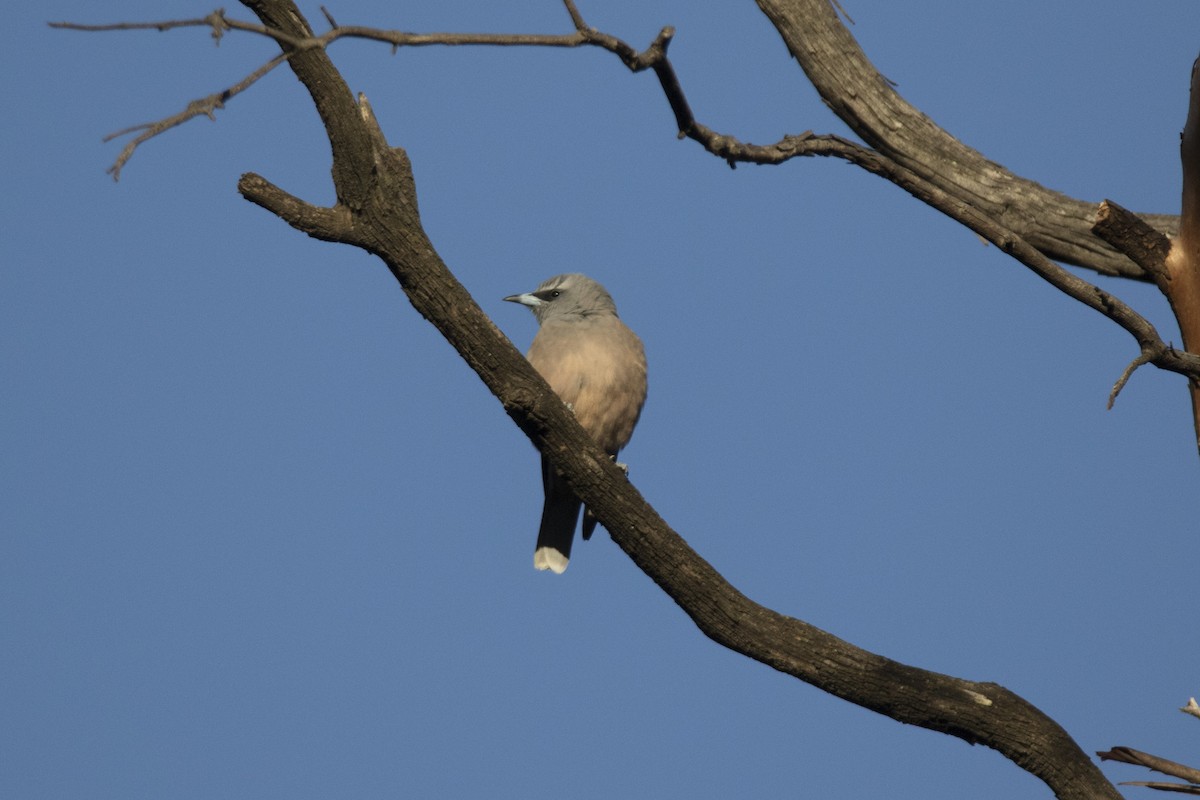 White-browed Woodswallow - John Cantwell