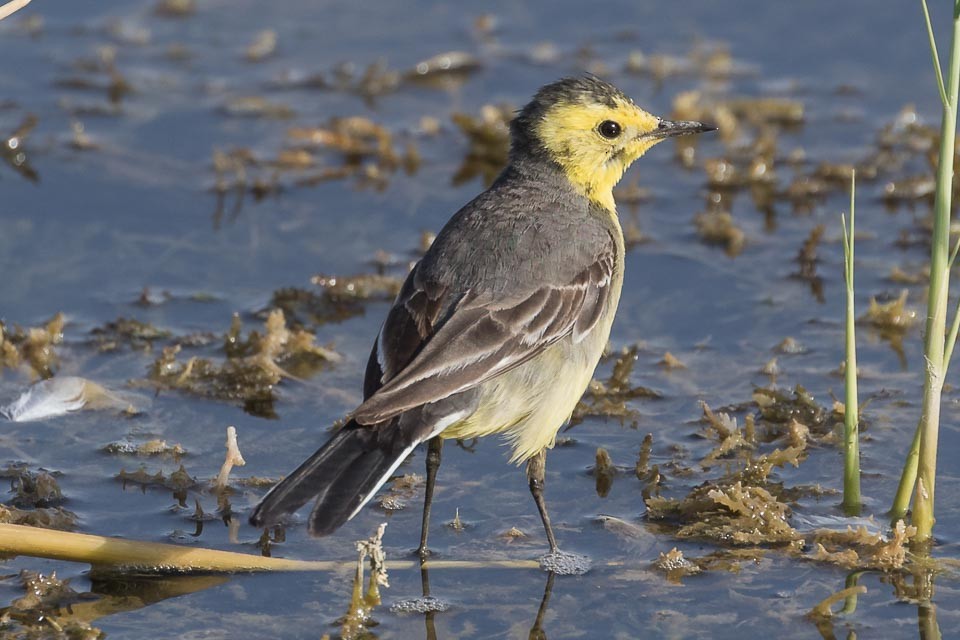 Citrine Wagtail - James Kennerley