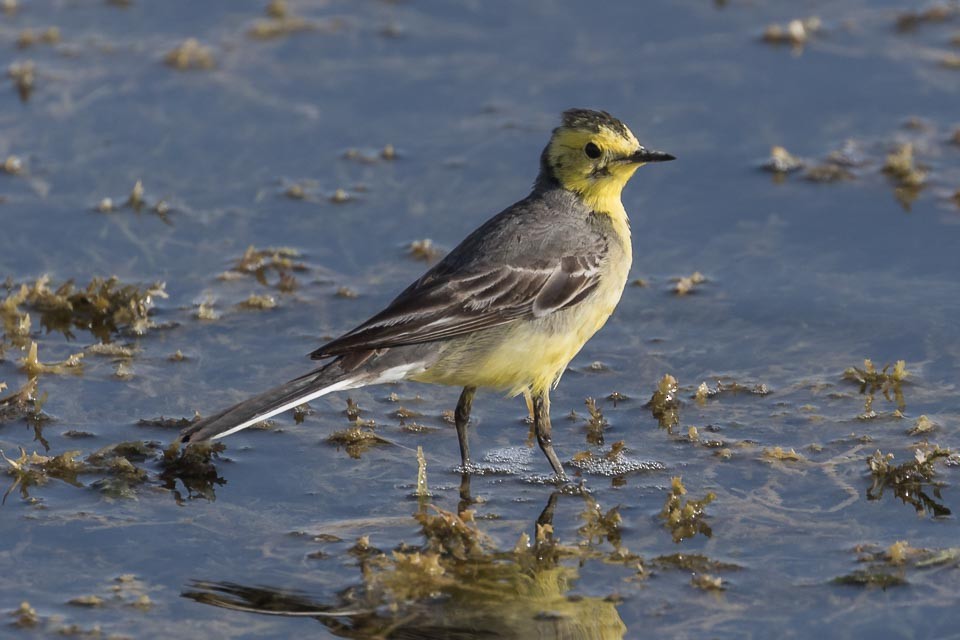 Citrine Wagtail - James Kennerley