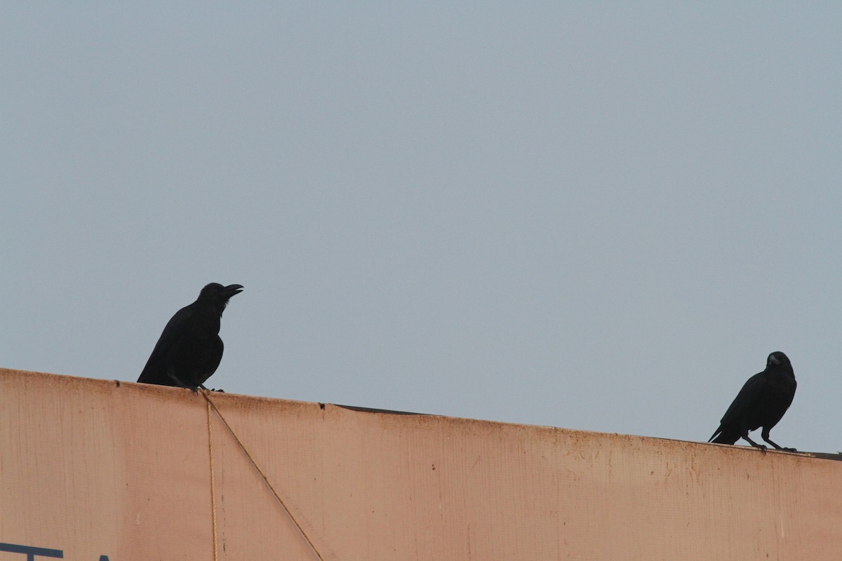 Large-billed Crow - ML87390051