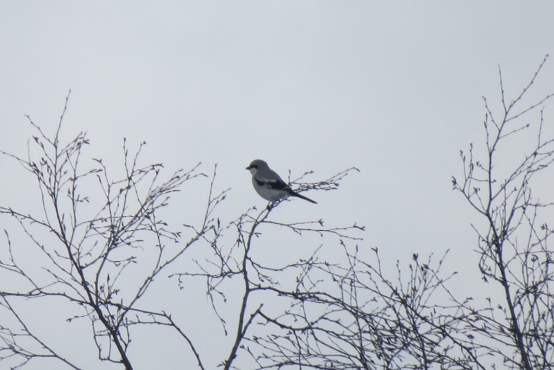 Great Gray Shrike - eero salo-oja