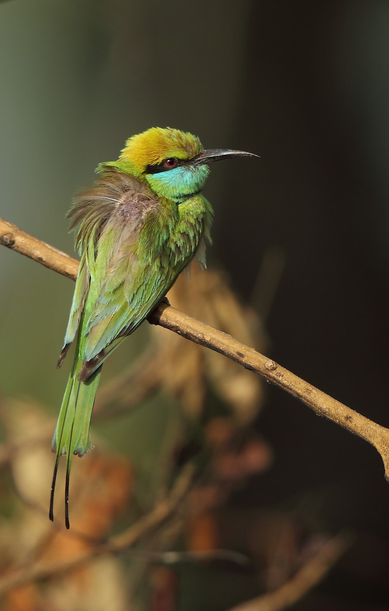Asian Green Bee-eater - ML87390331