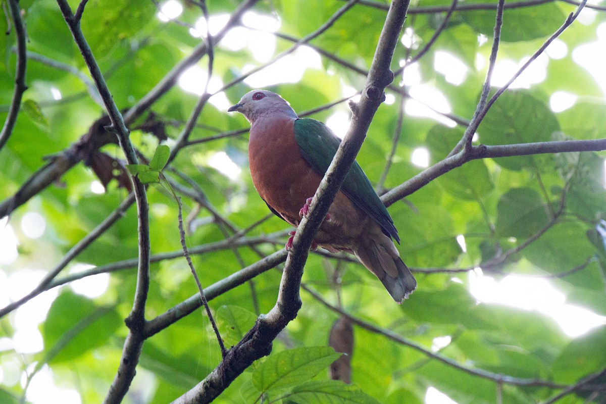 Purple-tailed Imperial-Pigeon - ML87390641