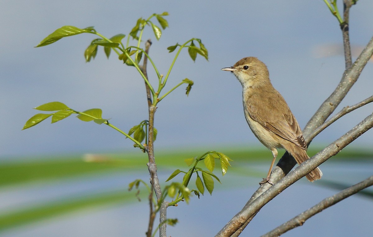 Booted Warbler - ML87390701