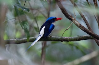  - Common Paradise-Kingfisher