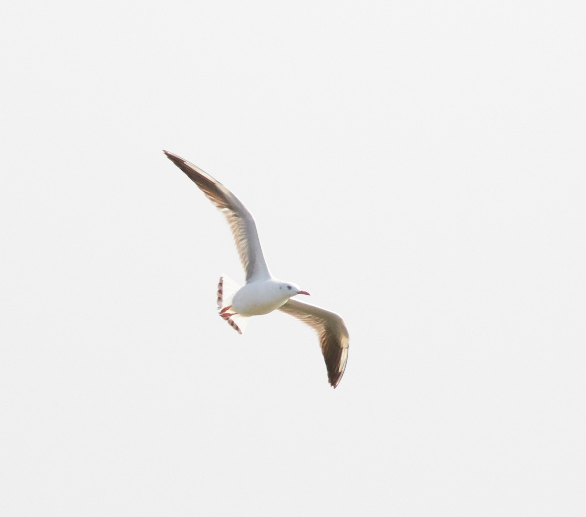 Slender-billed Gull - Magnus Grylle