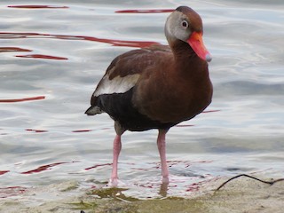 Black-bellied Whistling-Duck, ML87394471