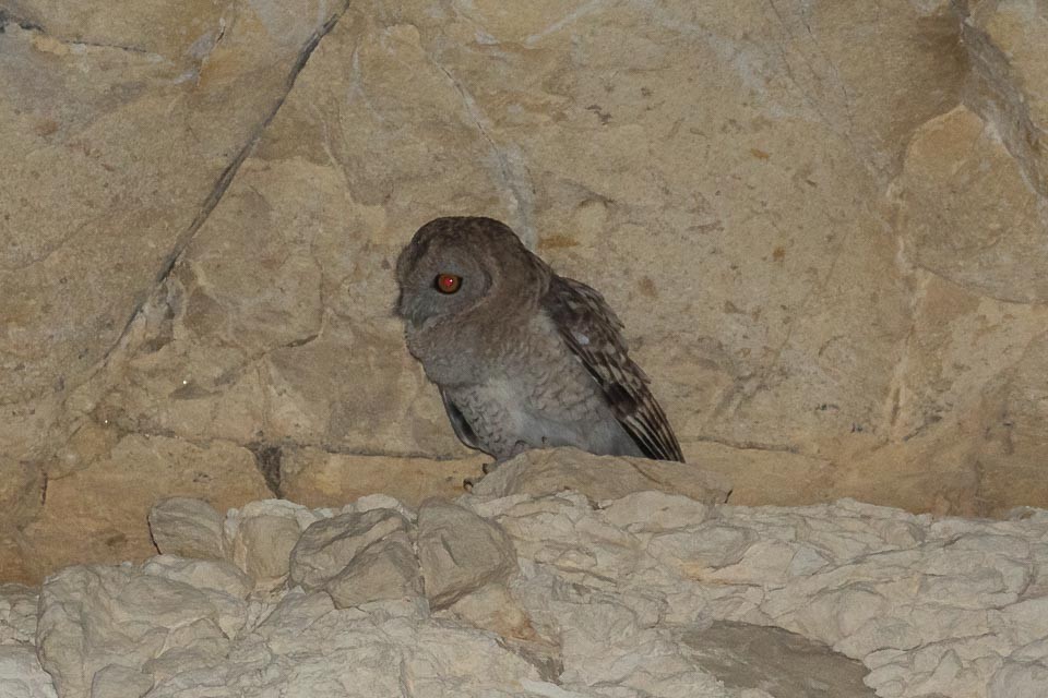 Desert Owl - ML87395181