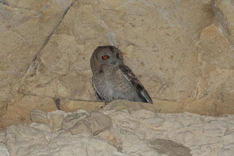 Desert Owl - ML87395201