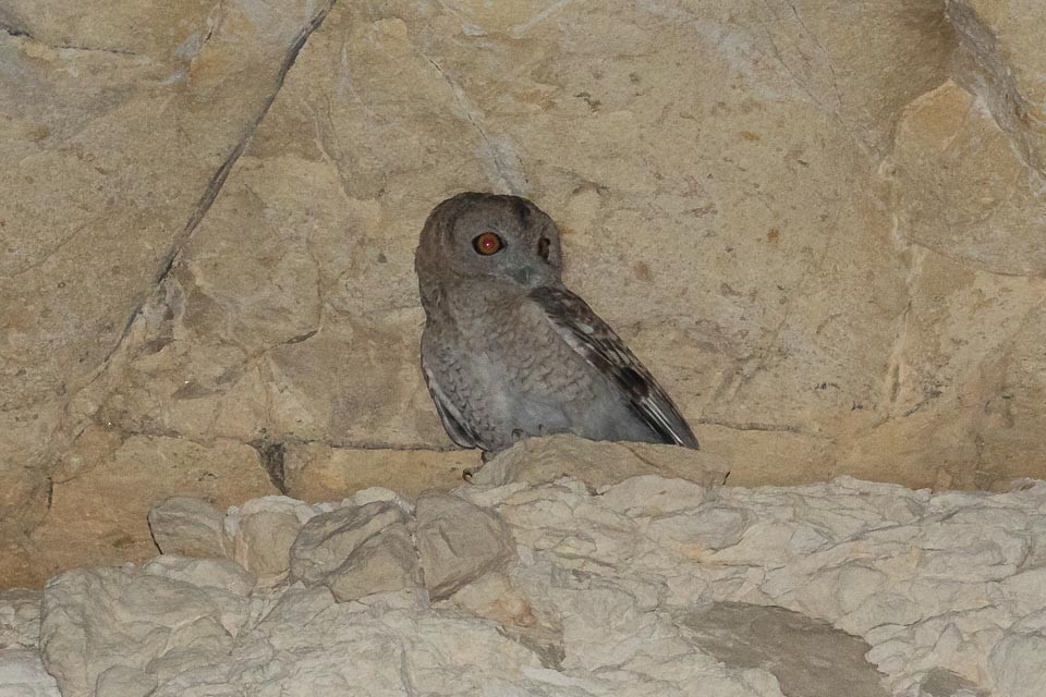 Desert Owl - ML87395211