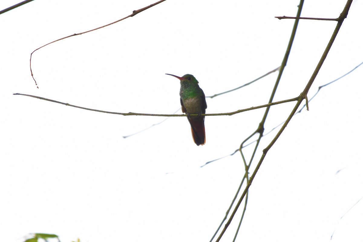 Rufous-tailed Hummingbird - Diego Gaona
