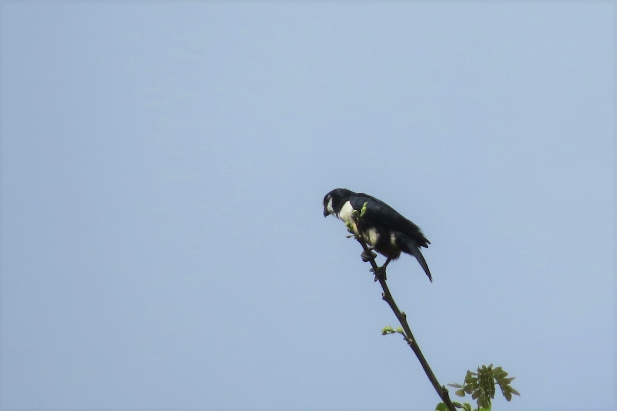 White-fronted Falconet - Audrey Whitlock
