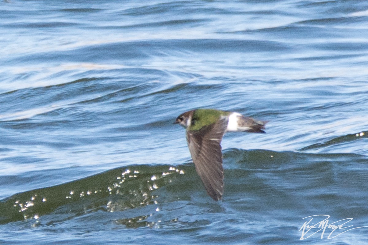 Violet-green Swallow - ML87398591