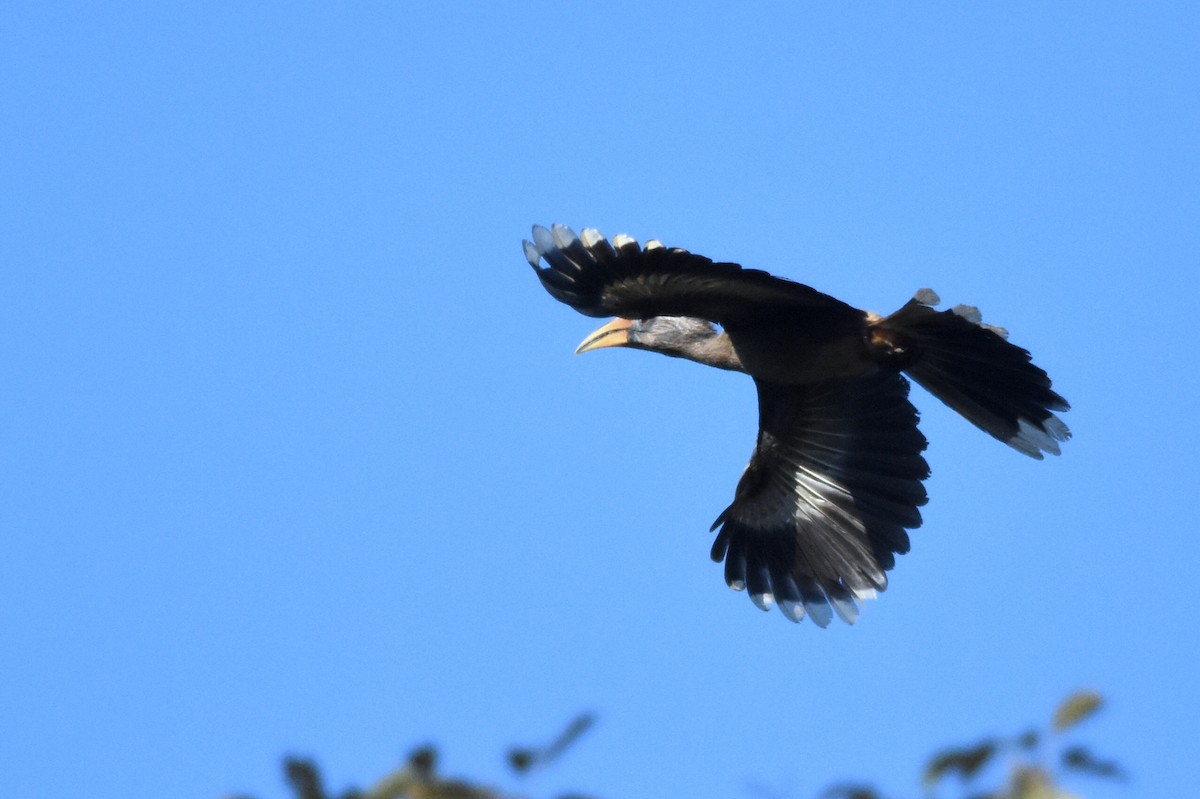 Malabar Gray Hornbill - HARISH K