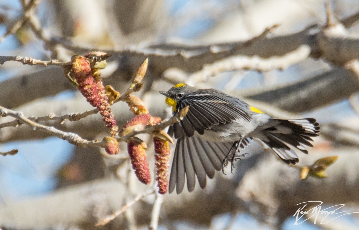 Yellow-rumped Warbler (Audubon's) - ML87398811