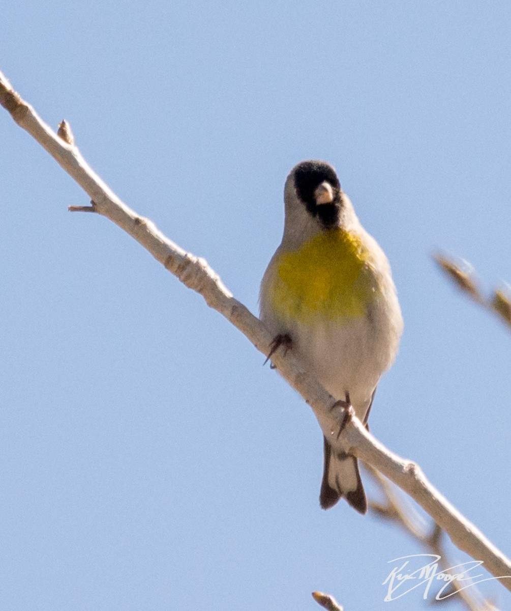 Lawrence's Goldfinch - ML87398911