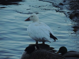 Snow Goose, ML87402661
