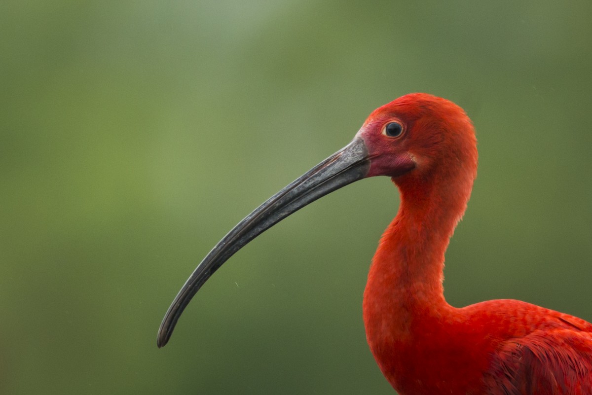 Scarlet Ibis - Claudia Brasileiro