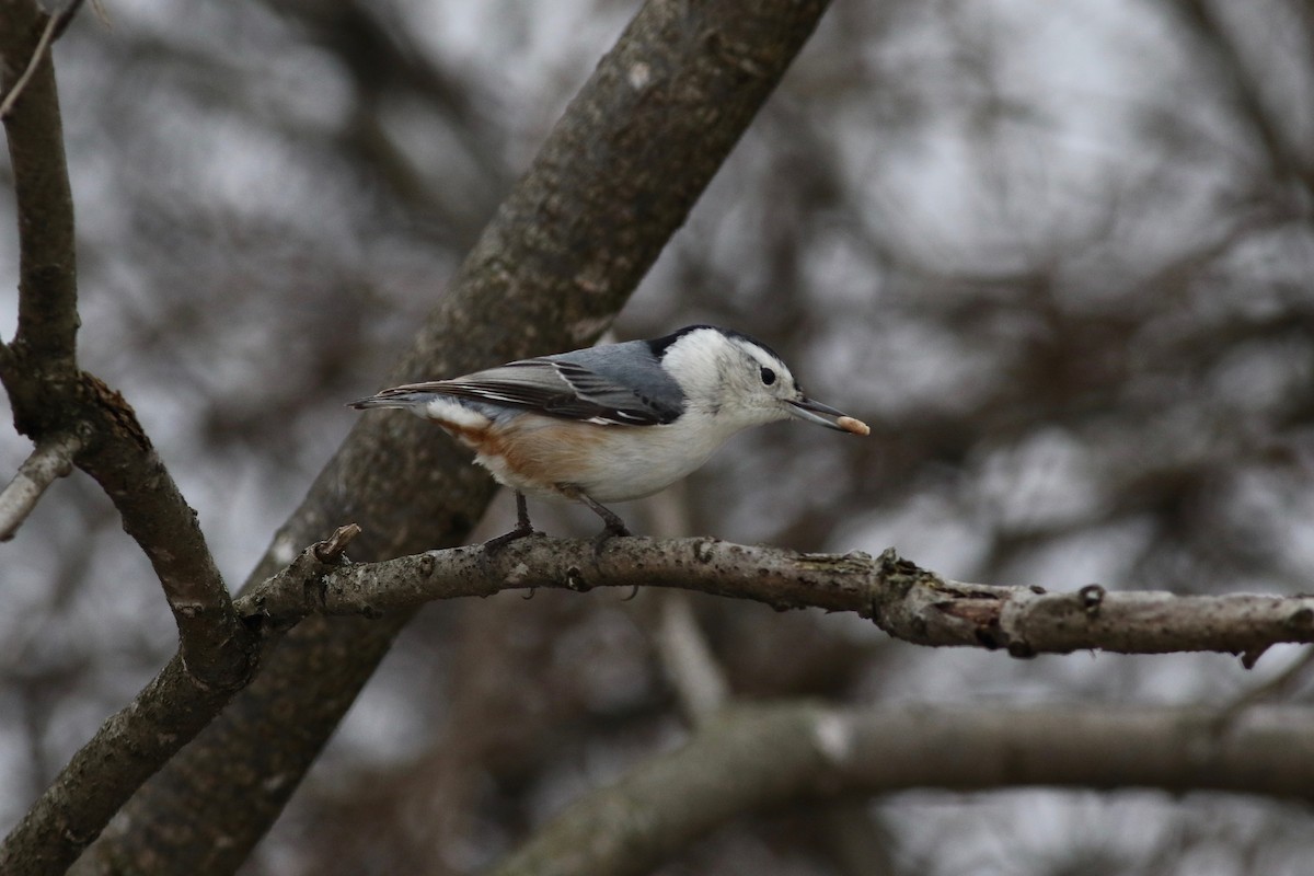 White-breasted Nuthatch (Eastern) - Jeff Bolsinger
