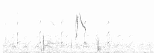 konipas luční (ssp. flava/beema) - ML87405311