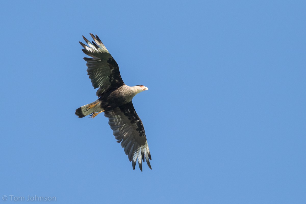 Crested Caracara (Southern) - ML87405571