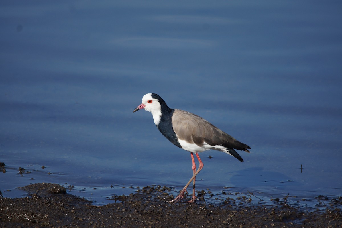 Long-toed Lapwing - Anonymous