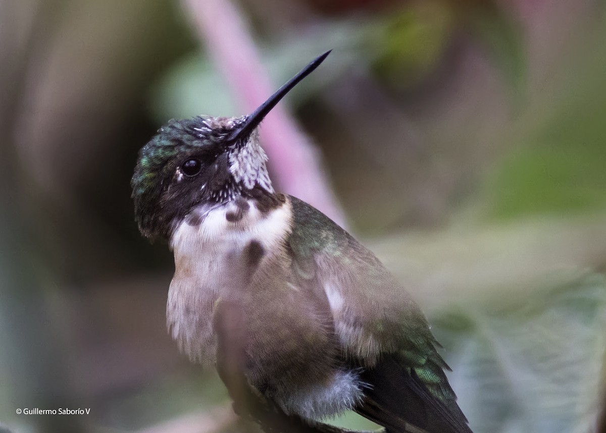 Ruby-throated Hummingbird - Guillermo  Saborío Vega