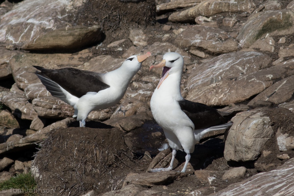 Black-browed Albatross - Tom Johnson