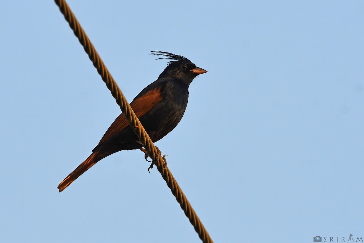 Crested Bunting - ML87407491