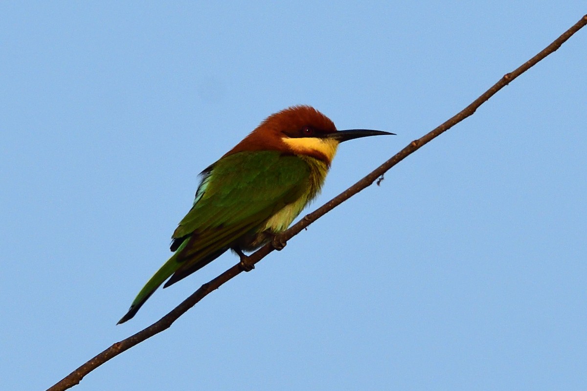 Chestnut-headed Bee-eater - ML87407571