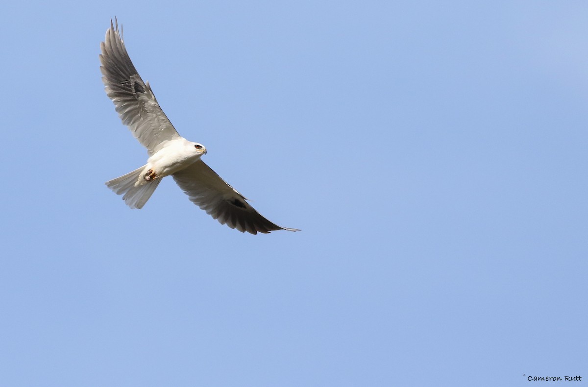 White-tailed Kite - Cameron Rutt