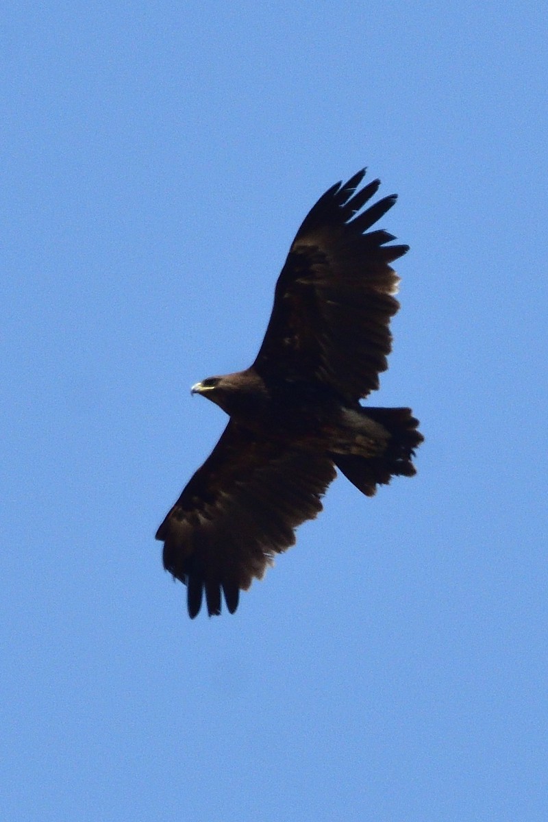 Greater Spotted Eagle - Sriram Reddy