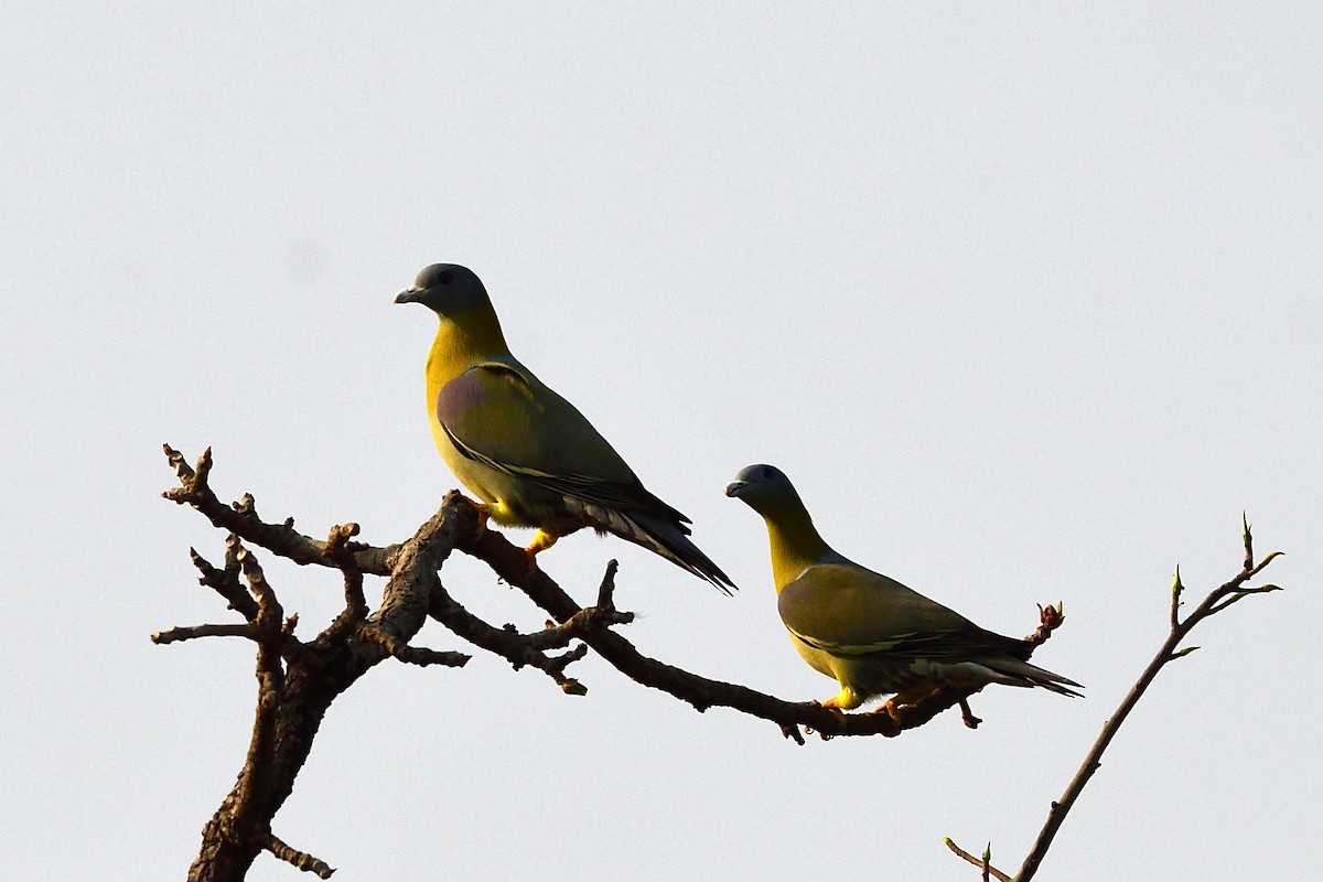 Yellow-footed Green-Pigeon - ML87407771