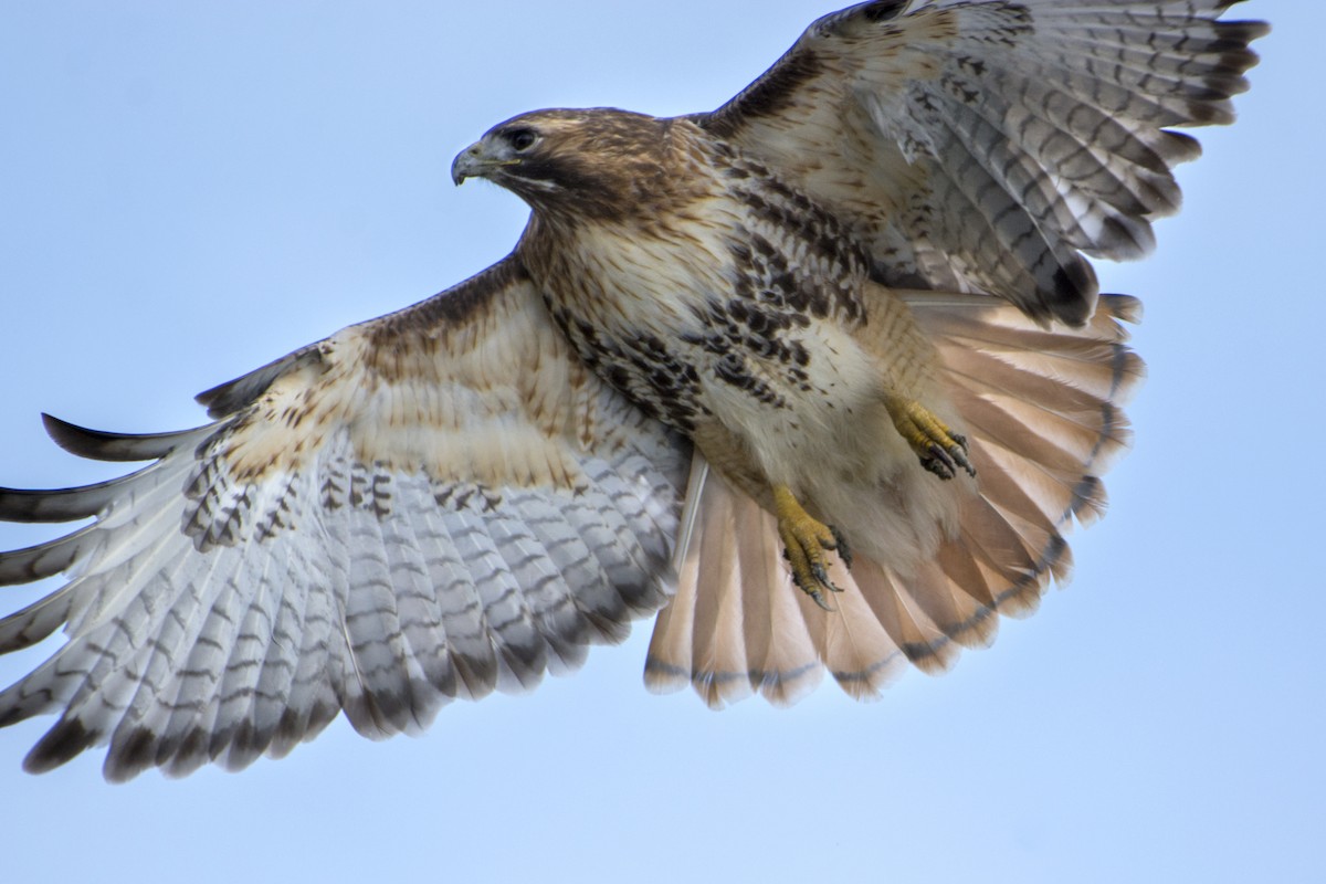 Red-tailed Hawk (abieticola) - ML87408411