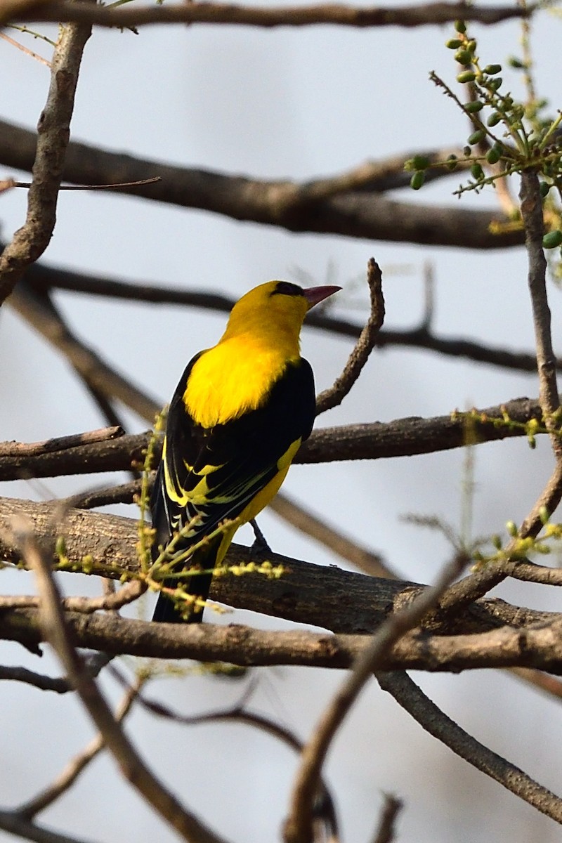 Indian Golden Oriole - ML87408581